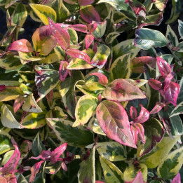 Leucothoe walteri Firestar