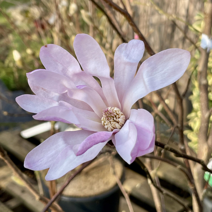Magnolia stellata Rosea