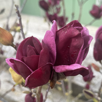 Magnolia Genie Magnolia Genie