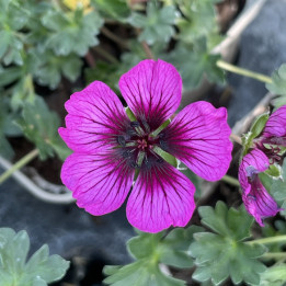 Geranium cinereum Jolly Jewel Night