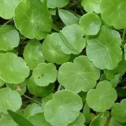 Hydrocotyle vulgaris - Ecuelle d'eau