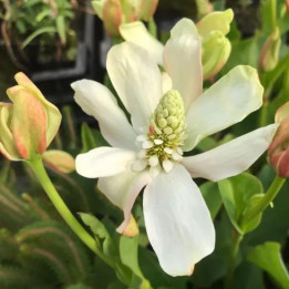 Anemopsis californica