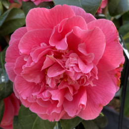 Camelia japonica Kumasaka