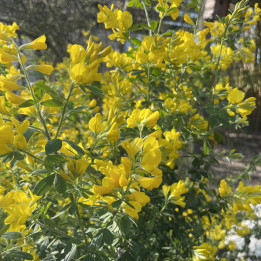 Genista Porlock