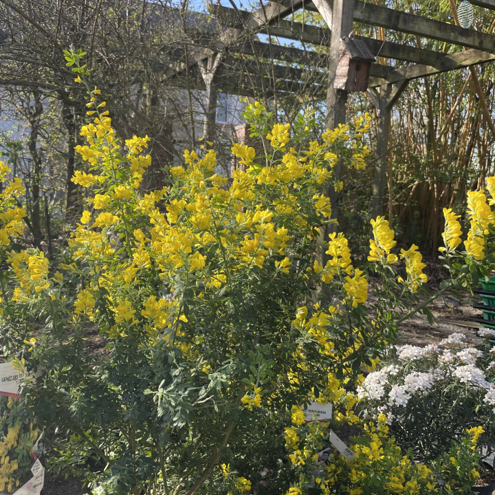 Genista Porlock