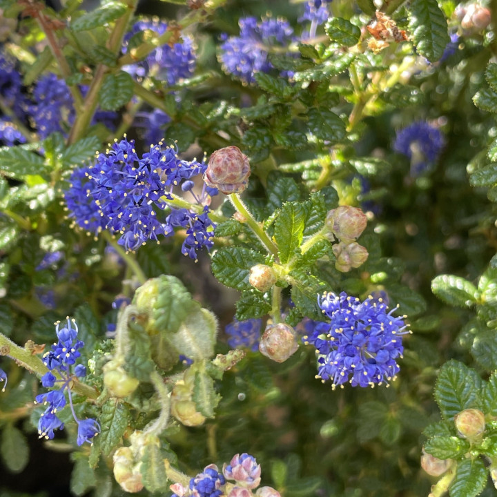 Ceanothus impressus Puget Blue