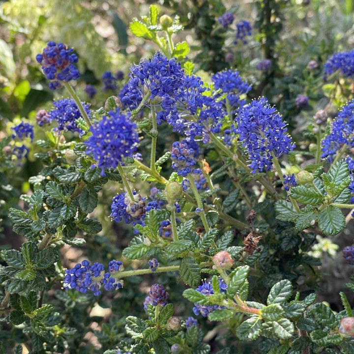 Ceanothus impressus Puget Blue