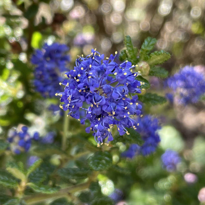 Ceanothus impressus Puget Blue