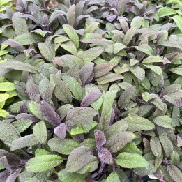 Sauge officinale Purpurascens