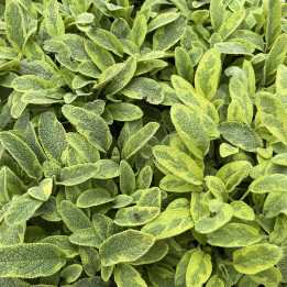 Sauge officinale Icterina