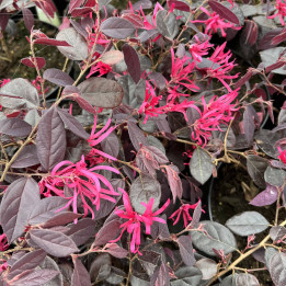 Loropetalum chinensis Rouge de La Marjorie