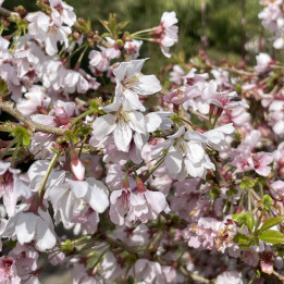 Prunus incisa Kojo No Mai