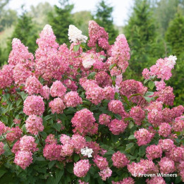 Hydrangea paniculata Fire Light