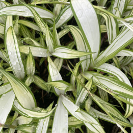 Carex siderosticha Shiro