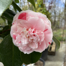 Camelia japonica Professore Filippo Parlatore