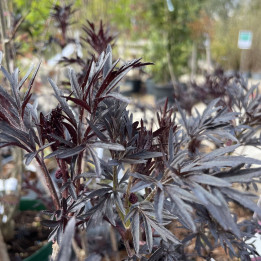 Sambucus nigra Cherry Lace