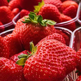 Fraisier Gento nova
