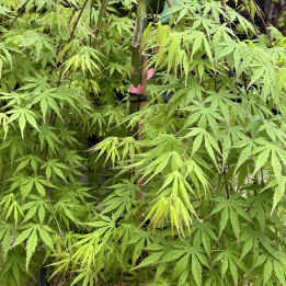 Acer palmatum Cascade Emerald