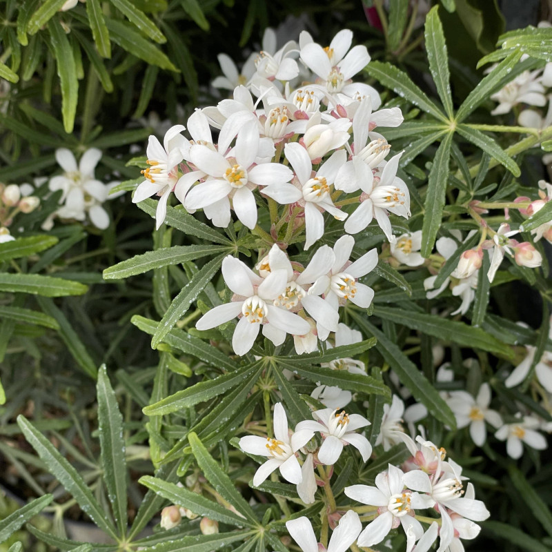 Choisya White Dazzler Oranger Du Mexique Compact Longue Floraison
