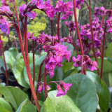 Fleurs roses du Bergenia Overture
