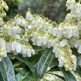 Pieris Forest Flame