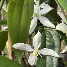 Clematis armendii