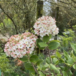Viburnum carlesii