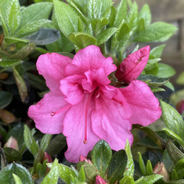 Azalée japonaise Lily Marleen