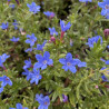 Lithodora diffusa Heavenly Blue