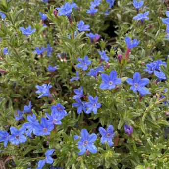 Lithodora Heavenly Blue Lithodora Heavenly Blue