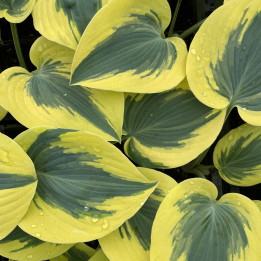 Hosta Autumn Frost