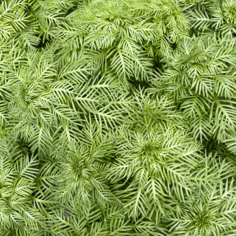 Hottonia palustris Hottonia palustris