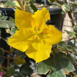 Fremontodendron Pacific Sunset