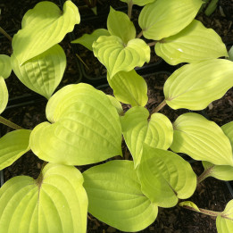 Hosta Fire Island