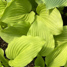 Hosta Coast to Coast