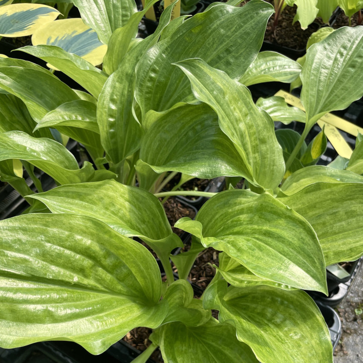 Hosta Korean Snow