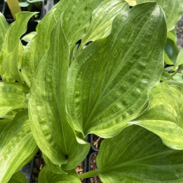 Hosta Korean Snow