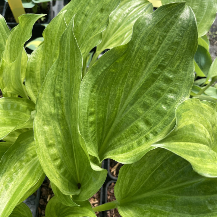 Hosta Korean Snow