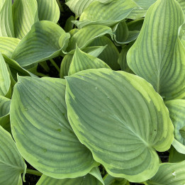 Hosta Wu La La