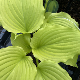 Hosta Dancing Queen