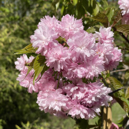 Prunus serrulata Kiku Shidare Sakura