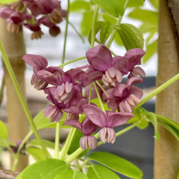 Akebia quinata