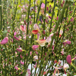 Cytisus praecox Hollandia