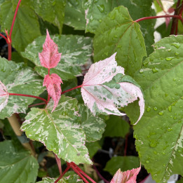 Acer conspicuum Red Flamingo