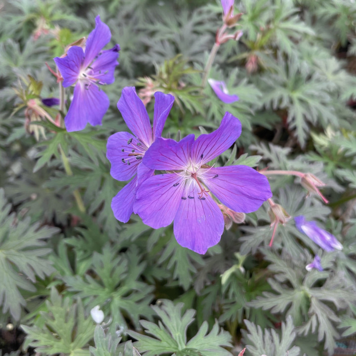 Geranium Femme Fatale