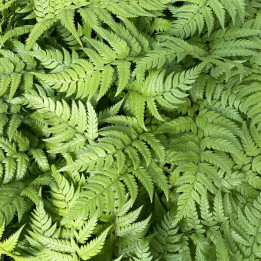 Polystichum rigens