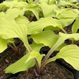 Hosta 'Lipstick Blonde'
