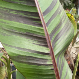 Musa sikkimensis Ever Red