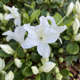 Azalée japonaise Encore Pure White