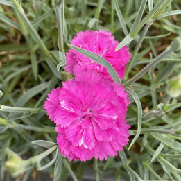 Dianthus plumarius Pretty Becky